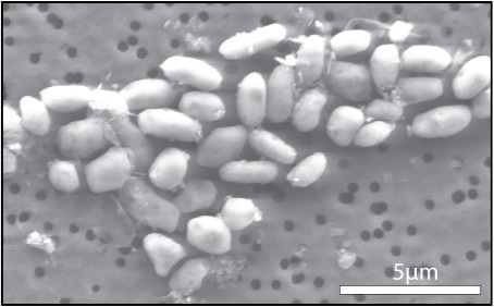 GFAJ-1 grown on arsenic